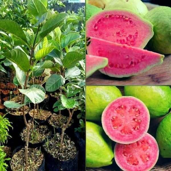 Hybrid guava