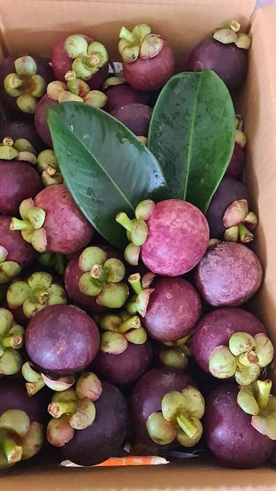 Mangosteen