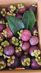 Mangosteen