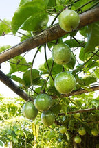 Passion fruit