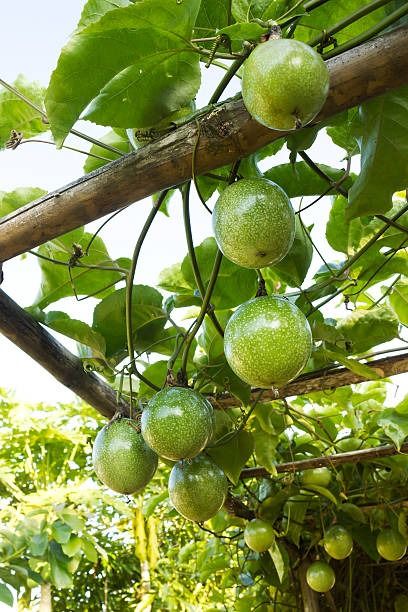 Passion fruit