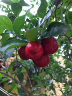 Red apple guava