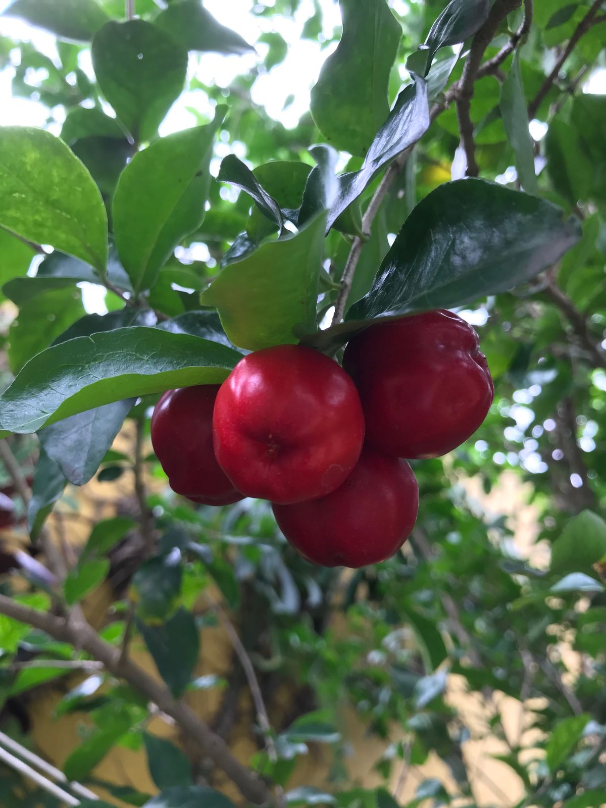 Red apple guava