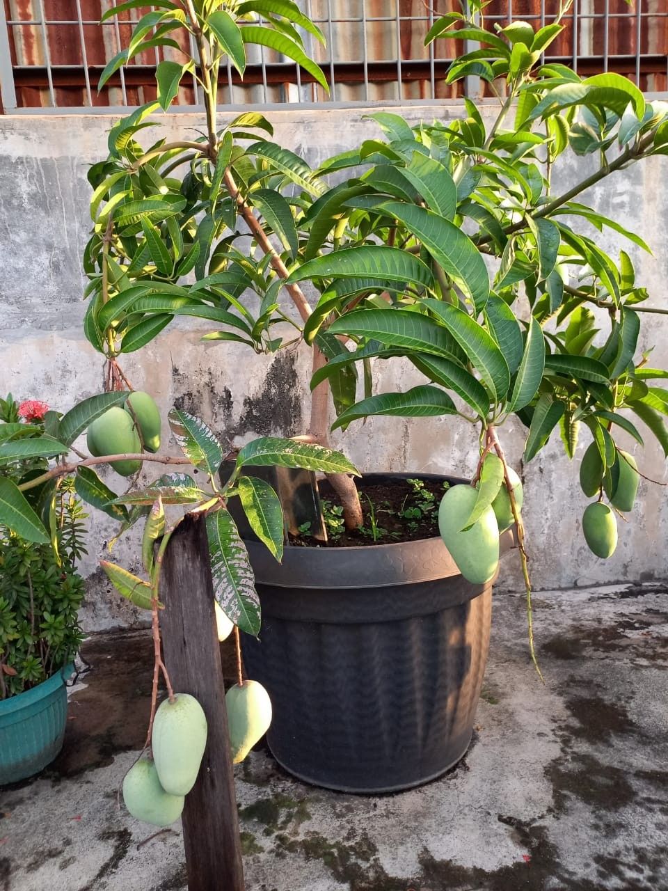 Baramasi mango
