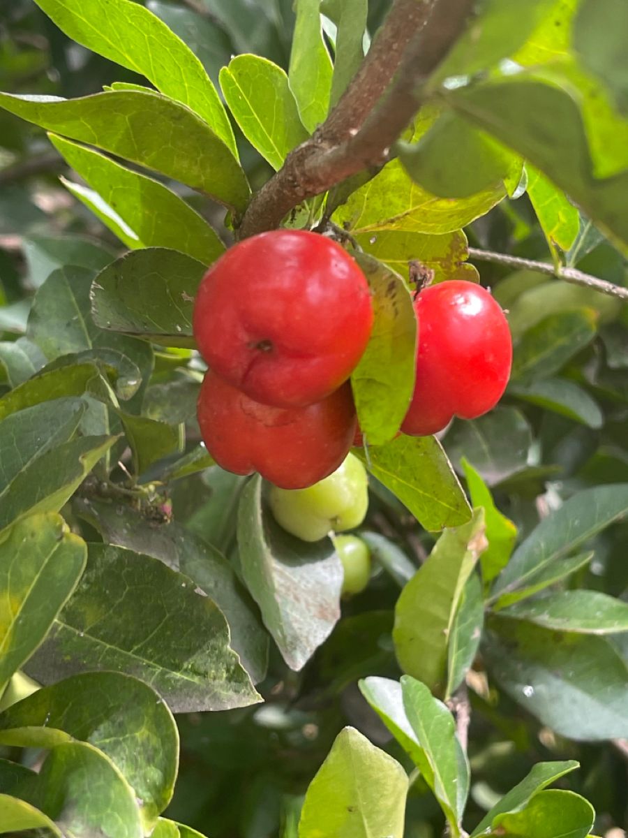 Red apple guava