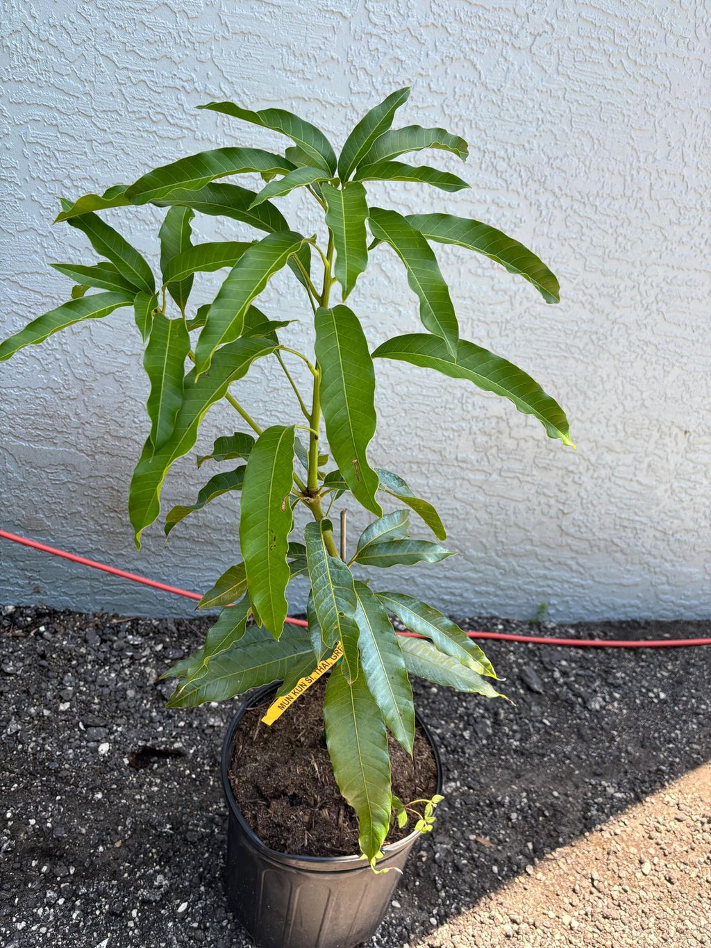 Thailand mango