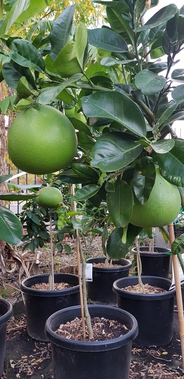 Hybrid lime lemon
