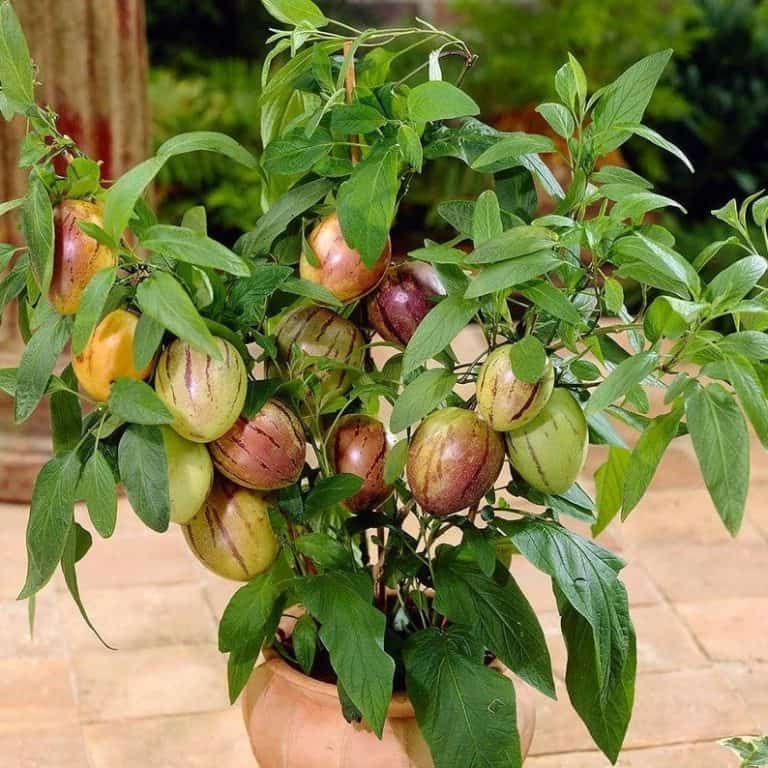 Butter fruit