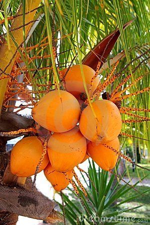 MALAYSIAN ORANGE DWARF