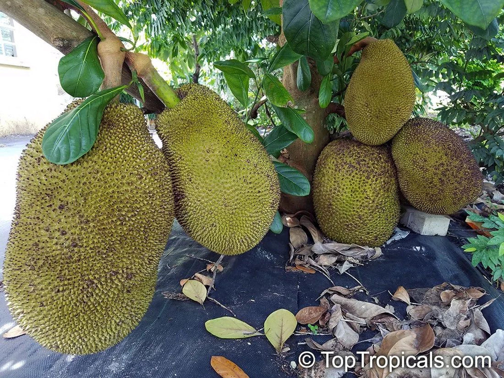 Gumless jackfruit[home grown]2.5ft