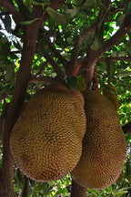 Red jackfruit