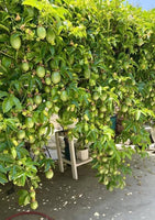 Passion fruit