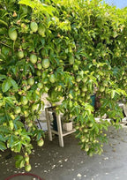 Passion fruit