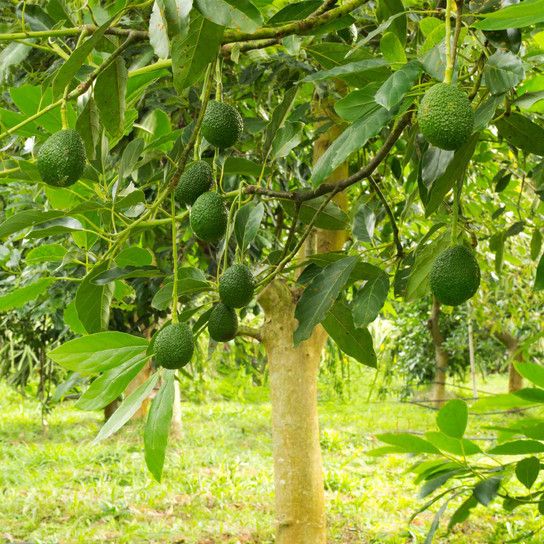 Avacado
