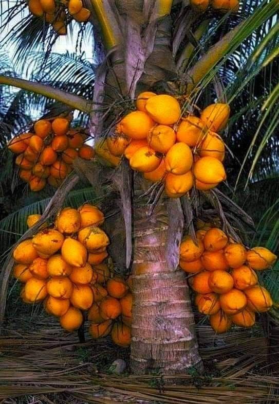 RED COCONUT