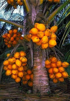 RED COCONUT
