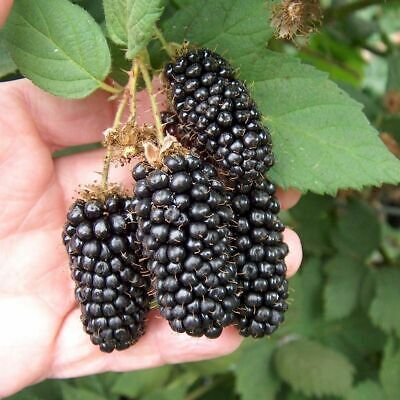 Black berry