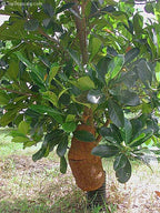 Red jackfruit