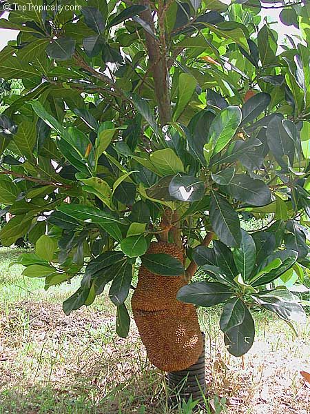 Red jackfruit