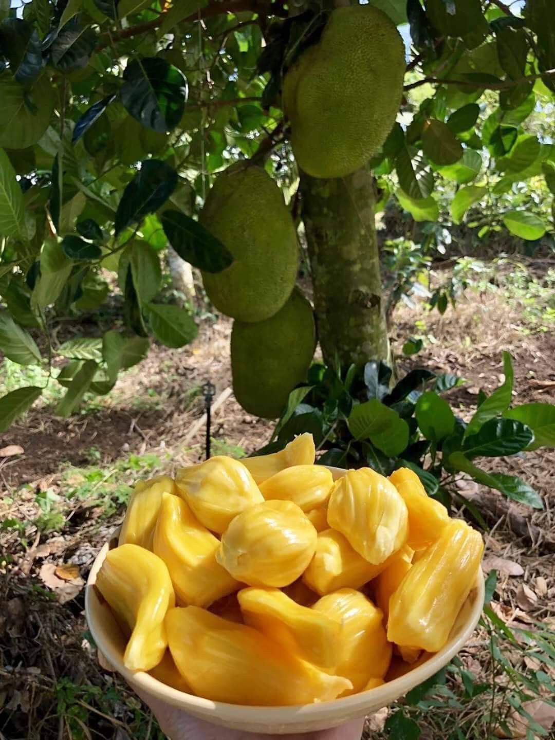 Sindhoor jack fruit[HOME GROWN]2.5ft