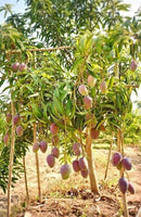 Karpooram mango[home grown]1ft