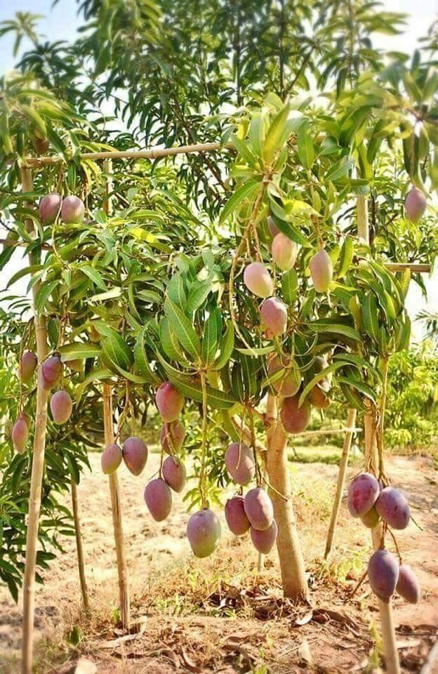 Karpooram mango[home grown]1ft