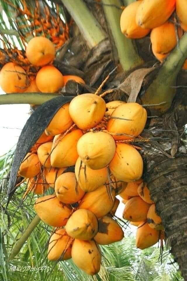 MALAYSIAN ORANGE DWARF