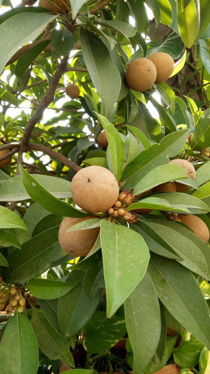 Sabarjill