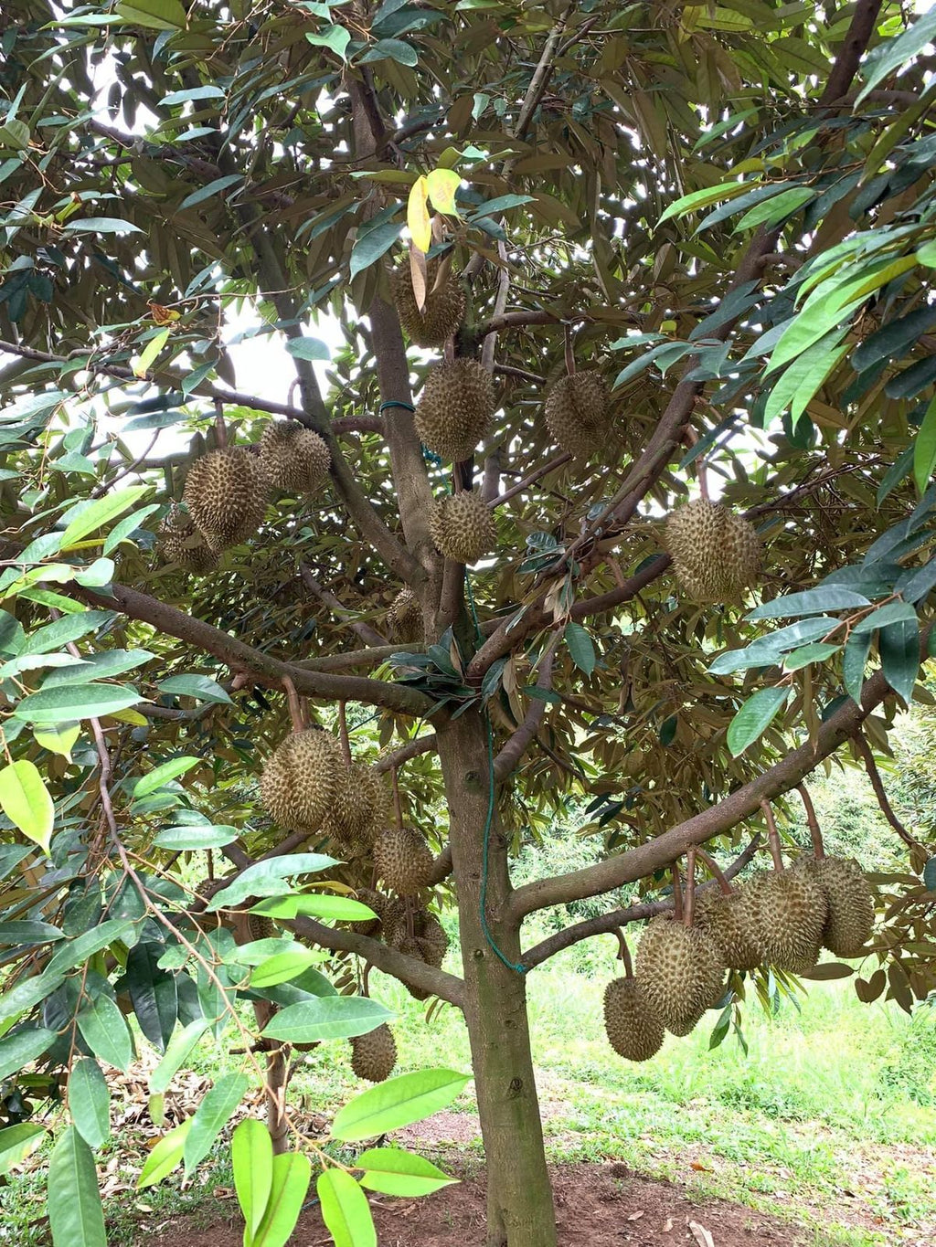 DURIYAN