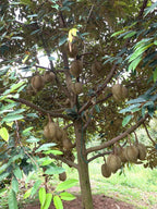 DURIYAN