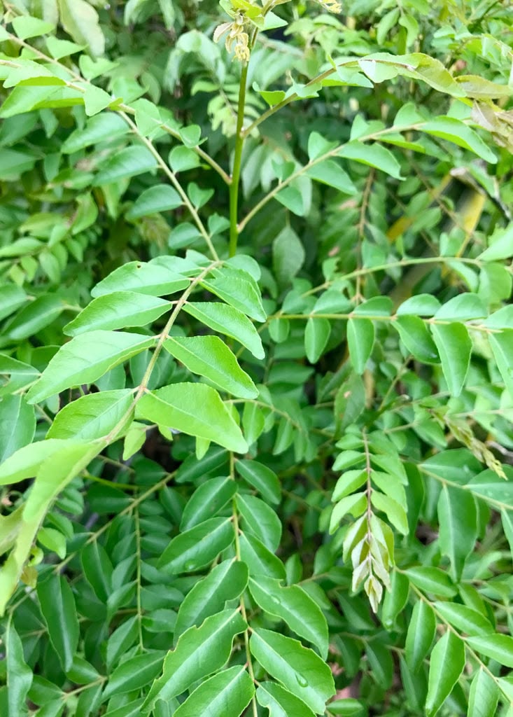 Curry leaf[3ft]