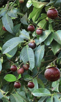 Mangosteen