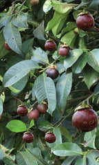 Mangosteen