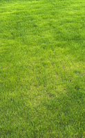 mexican grass[4sqft]