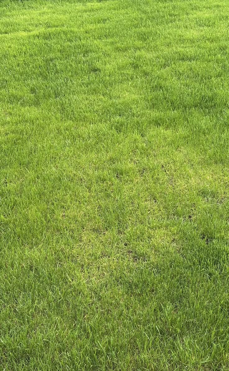 mexican grass[4sqft]