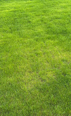 mexican grass[4sqft]