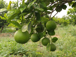 Moosambi