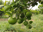 Moosambi
