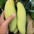 Thailand mango