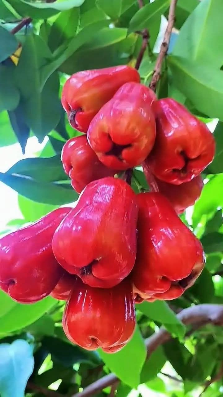 Ummer chamba[3.5ft]