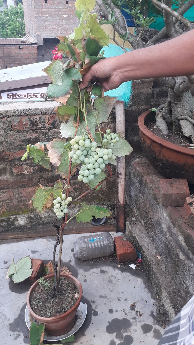 Grapes