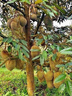 DURIYAN