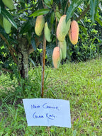 Thailand mango