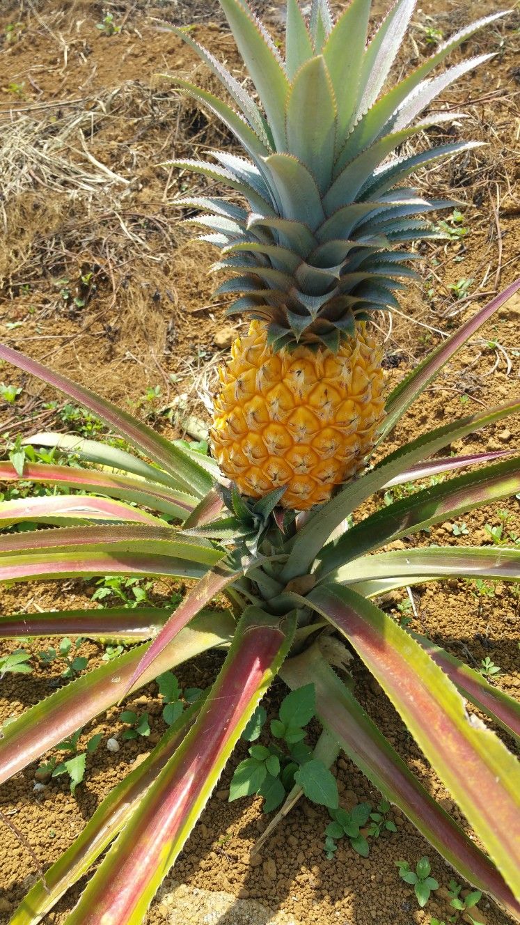 Pineapple