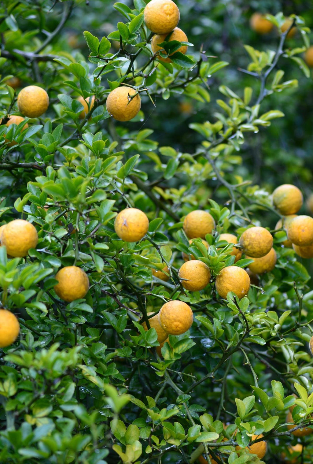 Bush orange