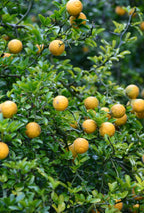 Bush orange