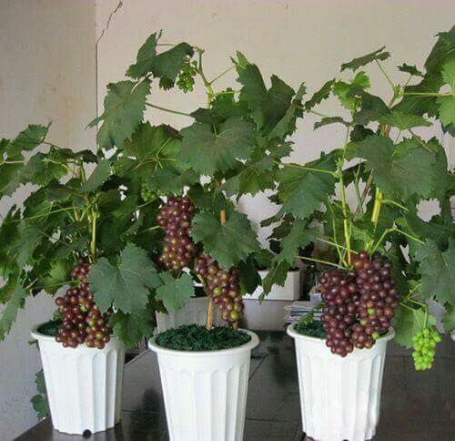 Grapes