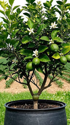 Hybrid lime lemon