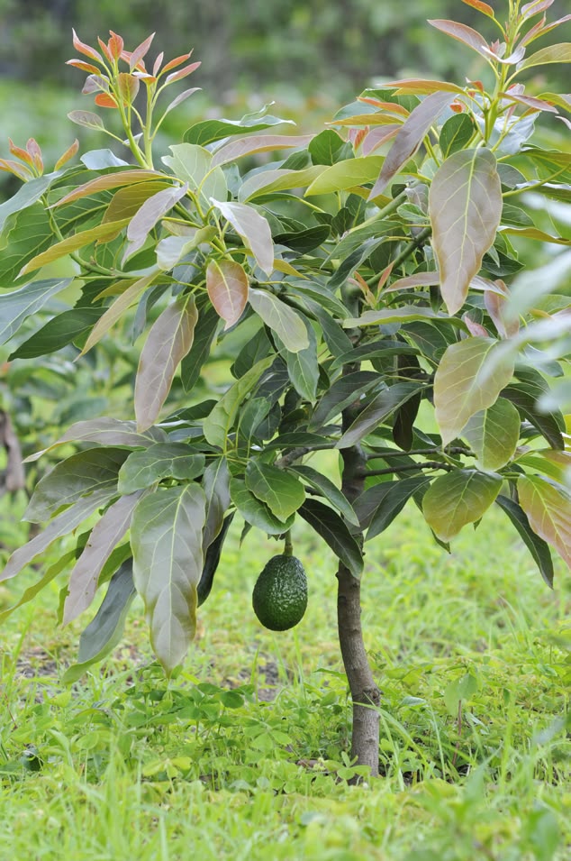 Tropical avacado[3ft]