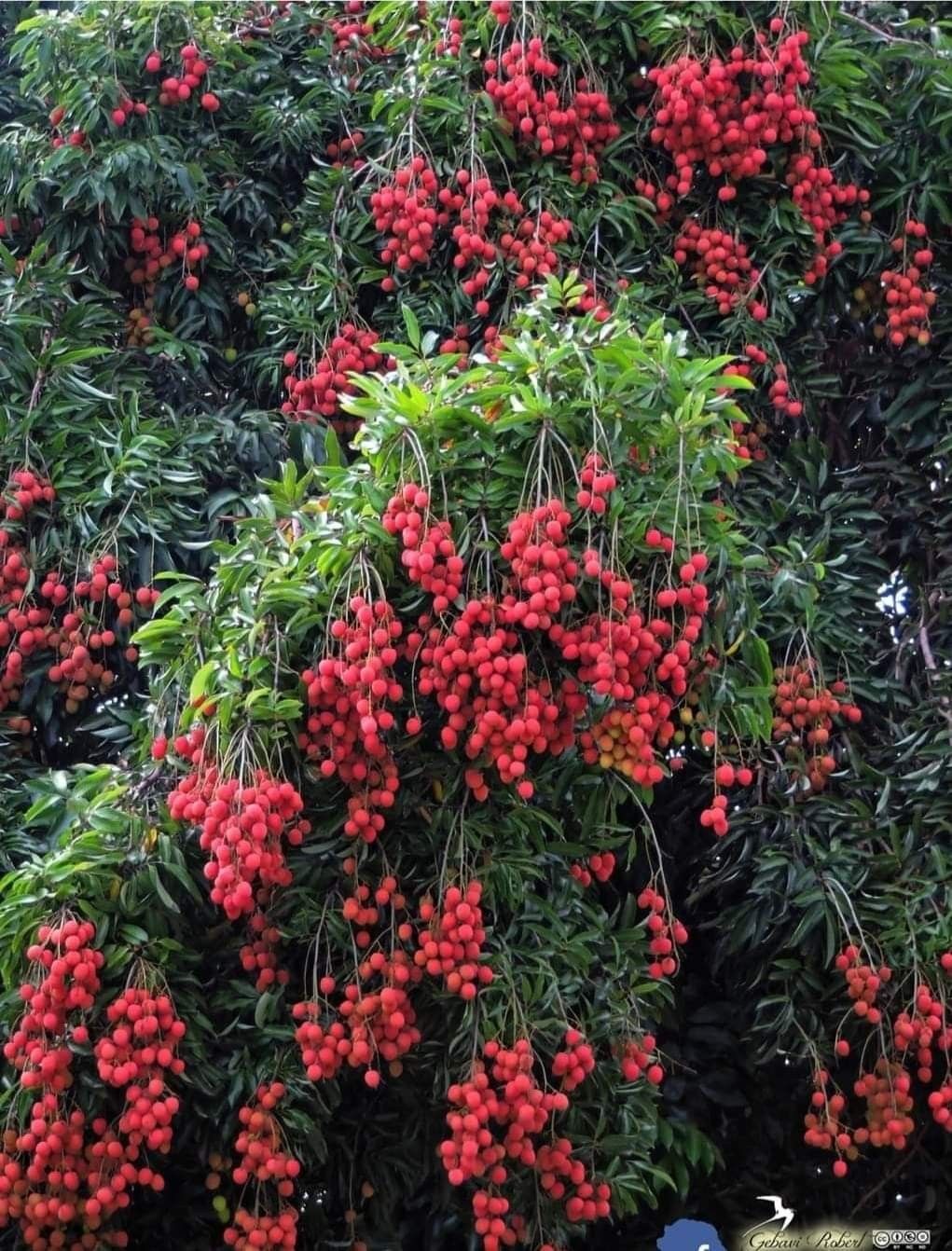 Lichi